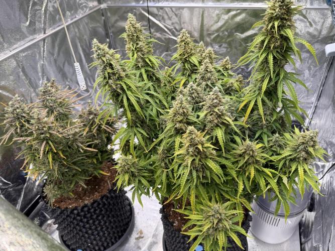 FB Purple Haze/Gorilla Skittlez Coco. Week 12