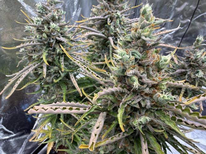 FB Purple Haze/Gorilla Skittlez Coco. Week 12