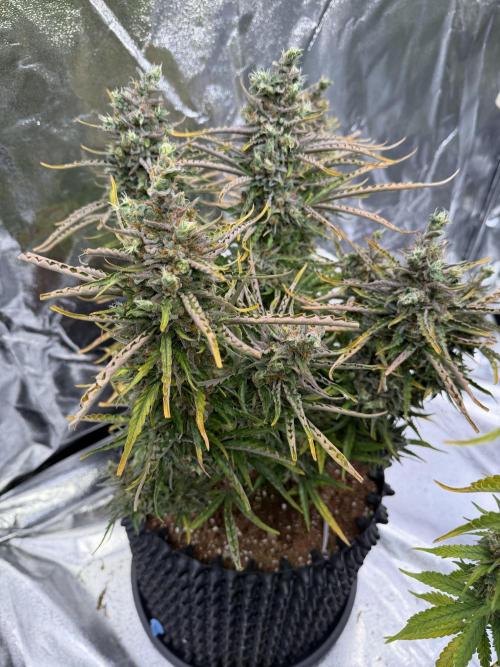 FB Purple Haze/Gorilla Skittlez Coco. Week 12