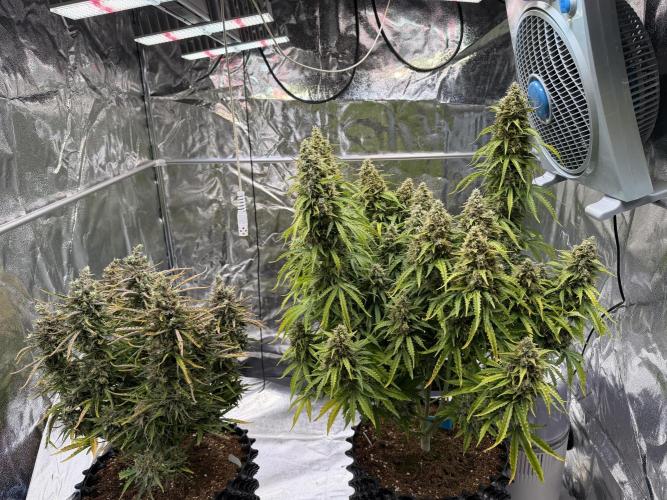 FB Purple Haze/Gorilla Skittlez Coco. Week 12
