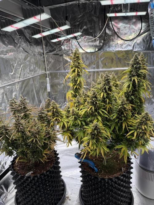 FB Purple Haze/Gorilla Skittlez Coco. Week 13