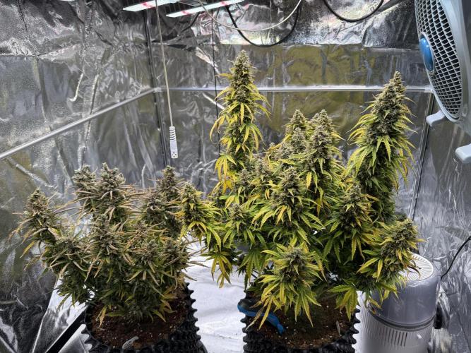 FB Purple Haze/Gorilla Skittlez Coco. Week 13