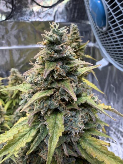 FB Purple Haze/Gorilla Skittlez Coco. Week 13