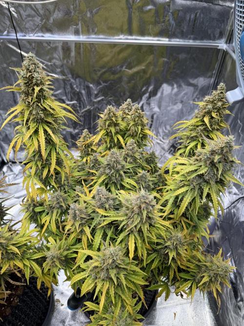 FB Purple Haze/Gorilla Skittlez Coco. Week 13