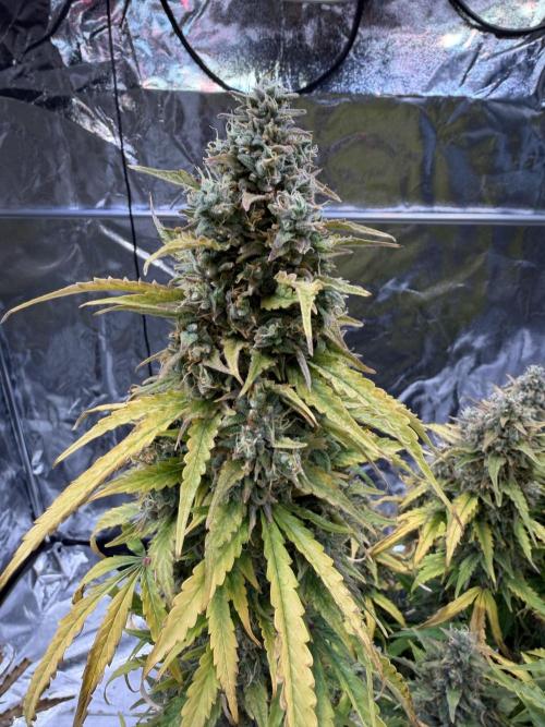 FB Purple Haze/Gorilla Skittlez Coco. Week 13