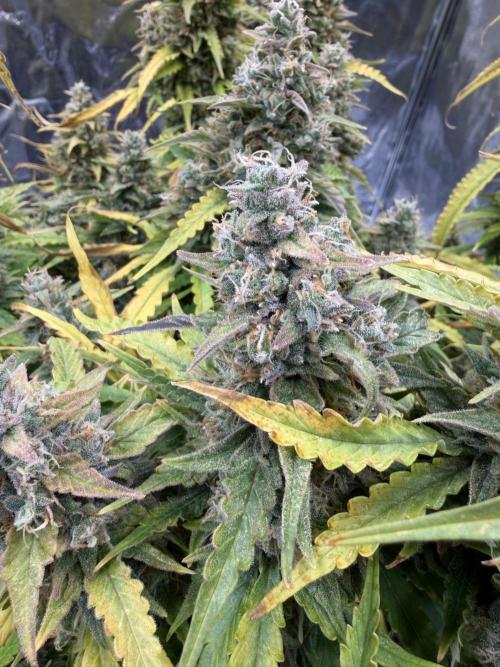FB Purple Haze/Gorilla Skittlez Coco. Week 13