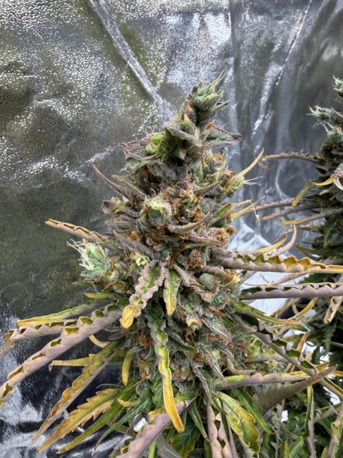 FB Purple Haze/Gorilla Skittlez Coco. Week 13
