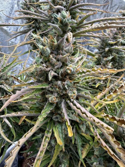 FB Purple Haze/Gorilla Skittlez Coco. Week 13