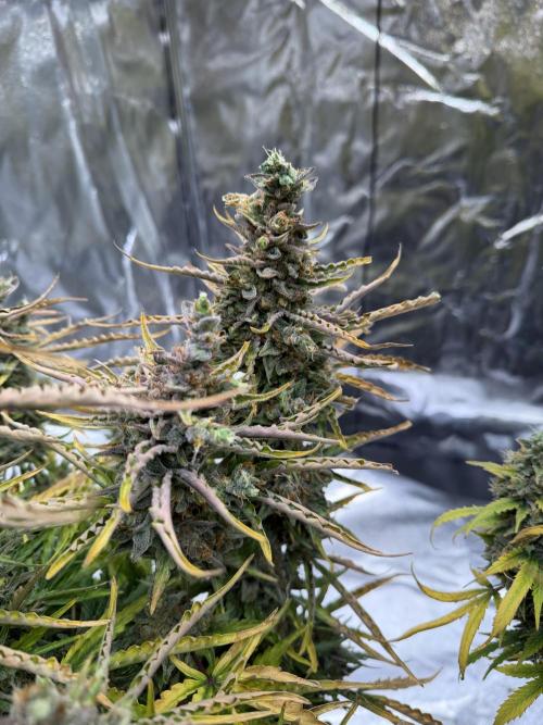 FB Purple Haze/Gorilla Skittlez Coco. Week 13