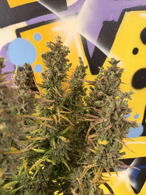 FB Purple Haze/Gorilla Skittlez Coco. Week 14