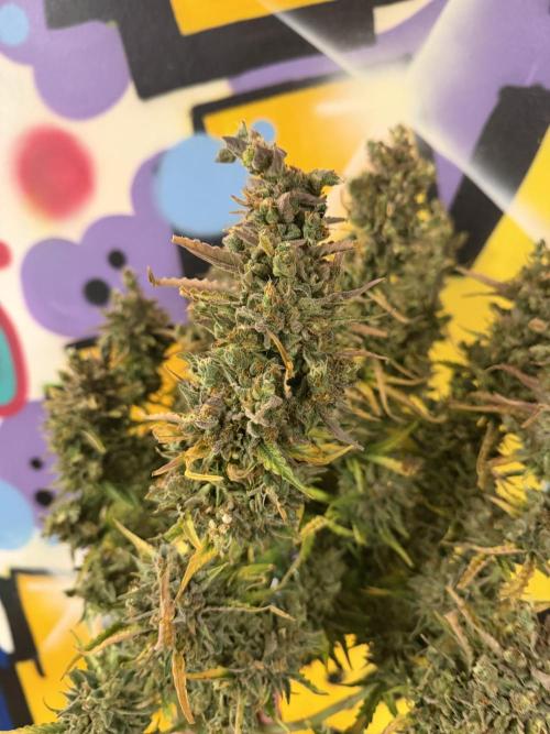 FB Purple Haze/Gorilla Skittlez Coco. Week 14