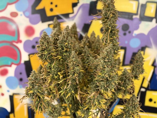 FB Purple Haze/Gorilla Skittlez Coco. Week 14