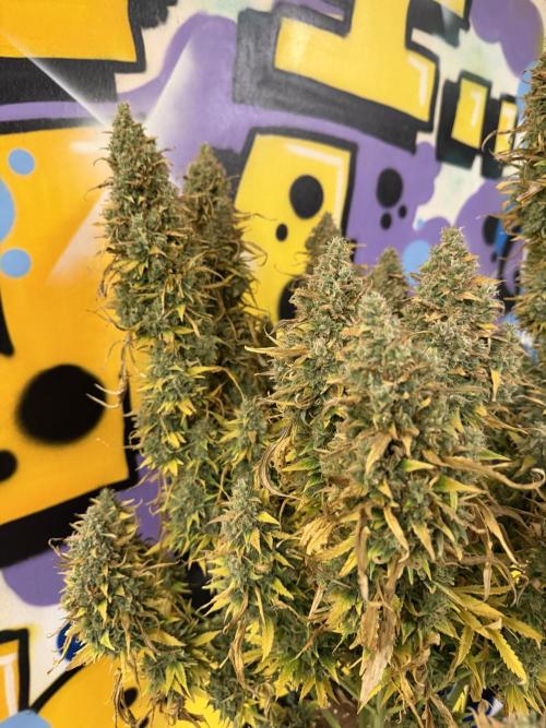 FB Purple Haze/Gorilla Skittlez Coco. Week 14