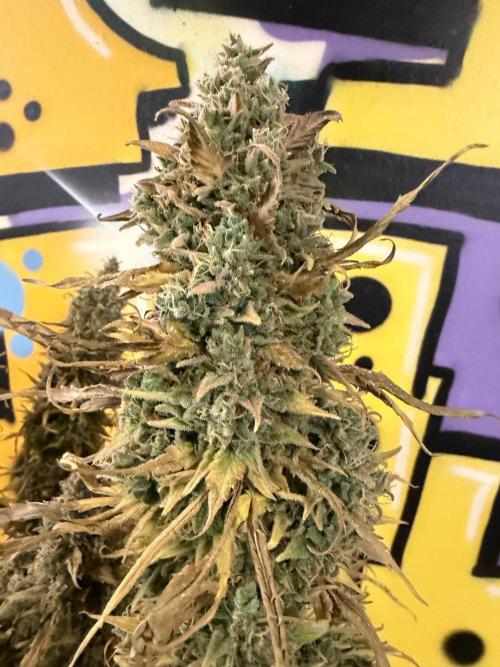 FB Purple Haze/Gorilla Skittlez Coco. Week 14