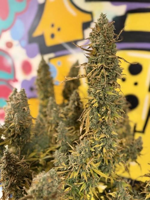 FB Purple Haze/Gorilla Skittlez Coco. Week 14