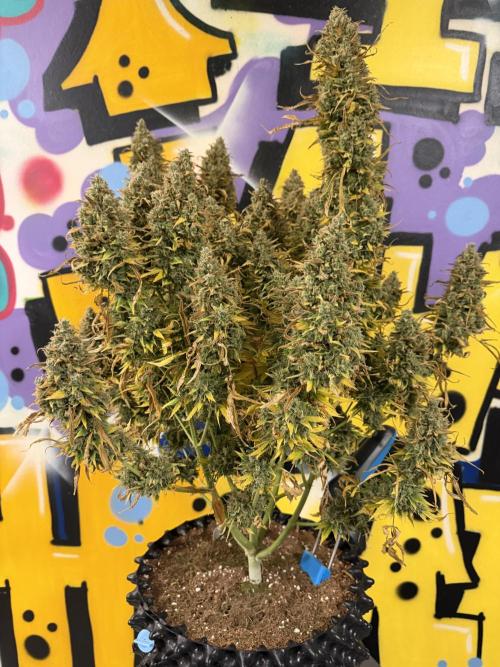 FB Purple Haze/Gorilla Skittlez Coco. Week 14