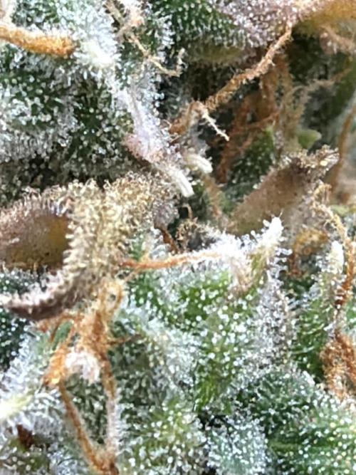 FB Purple Haze/Gorilla Skittlez Coco. Week 14