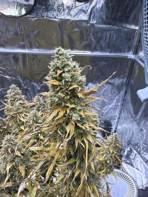 FB Purple Haze/Gorilla Skittlez Coco. Week 14