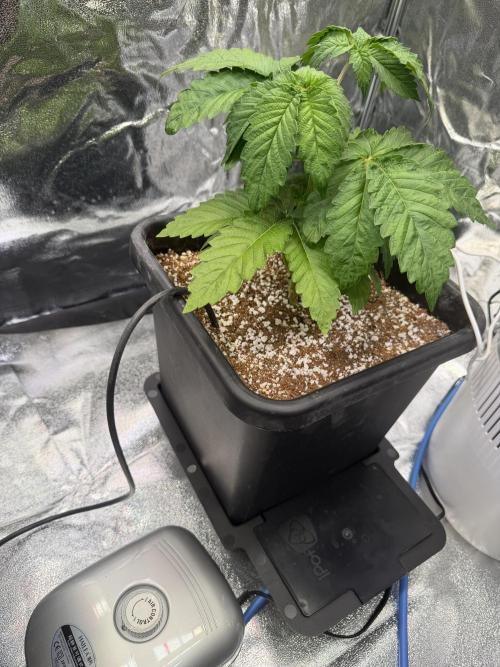 DNA 24K Gold with Auto Pots. Week 4
