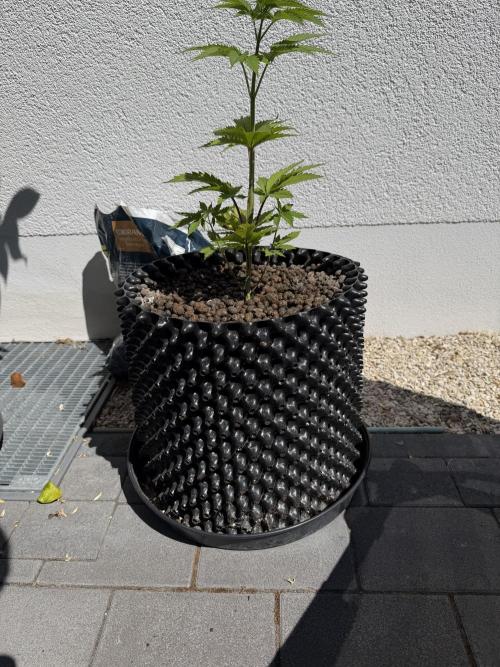 24 K Neverdone Biotabs. Week 5