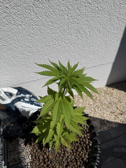 24 K Neverdone Biotabs. Week 5