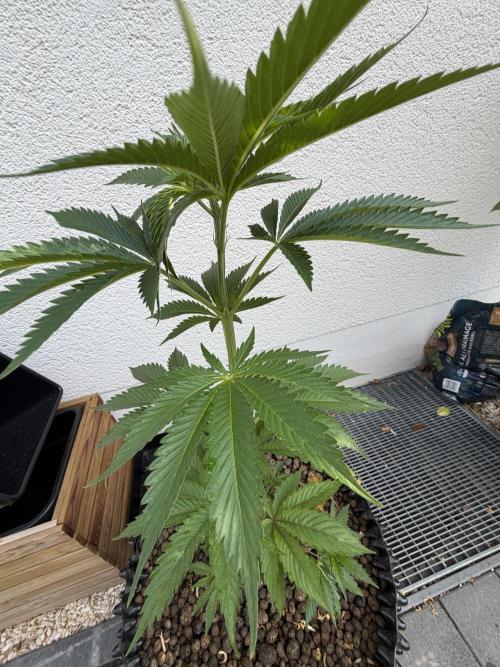 24 K Neverdone Biotabs. Week 6