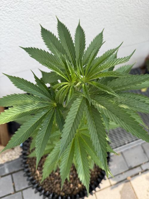 24 K Neverdone Biotabs. Week 6