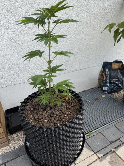 24 K Neverdone Biotabs. Week 6
