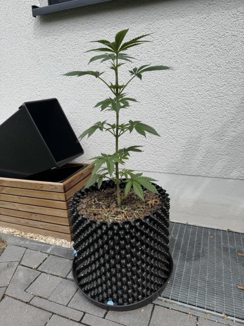 24 K Neverdone Biotabs. Week 7