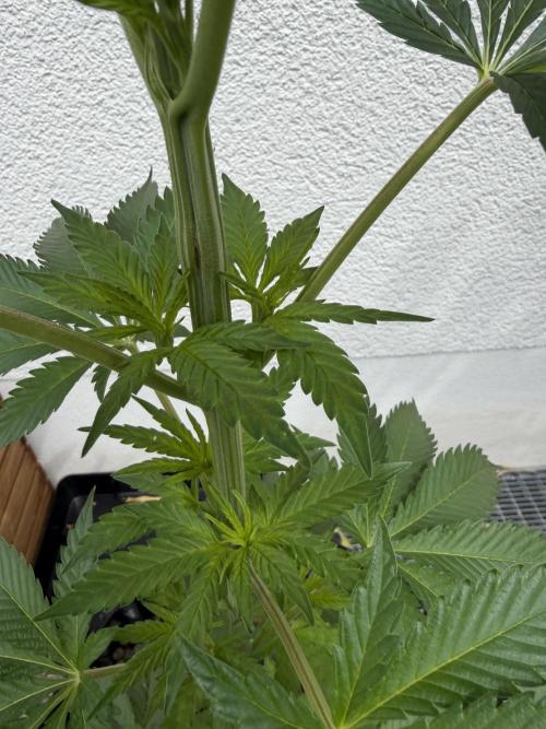 24 K Neverdone Biotabs. Week 7