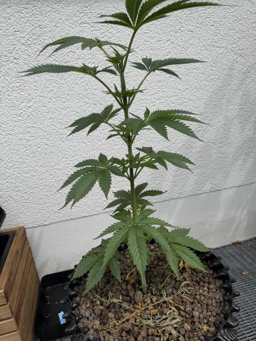 24 K Neverdone Biotabs. Week 7