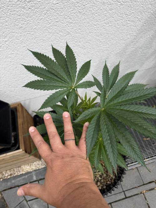24 K Neverdone Biotabs. Week 7