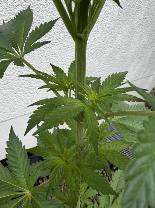 24 K Neverdone Biotabs. Week 7