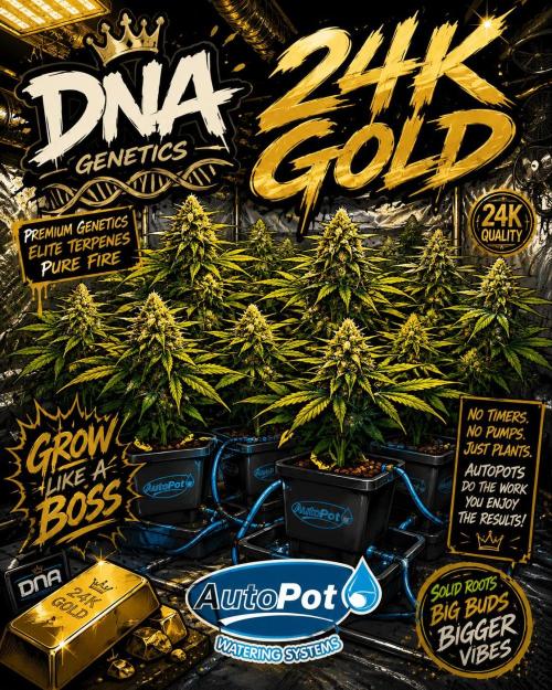 DNA 24K Gold with Auto Pots. Week 9