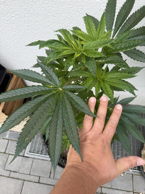 24 K Neverdone Biotabs. Week 8