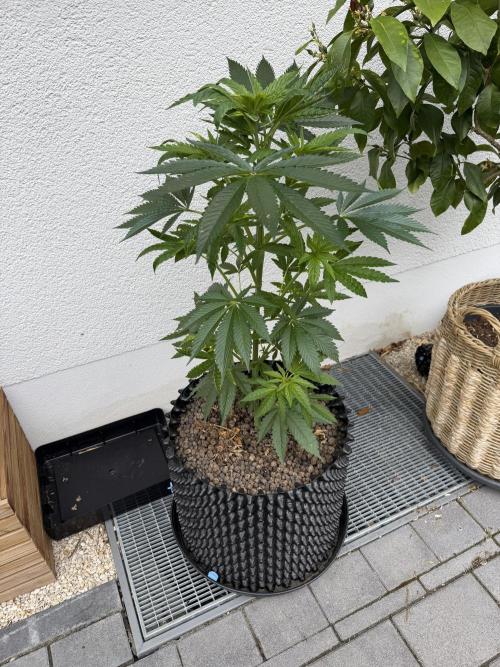 24 K Neverdone Biotabs. Week 8