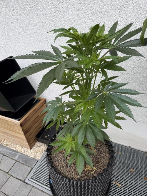 24 K Neverdone Biotabs. Week 8