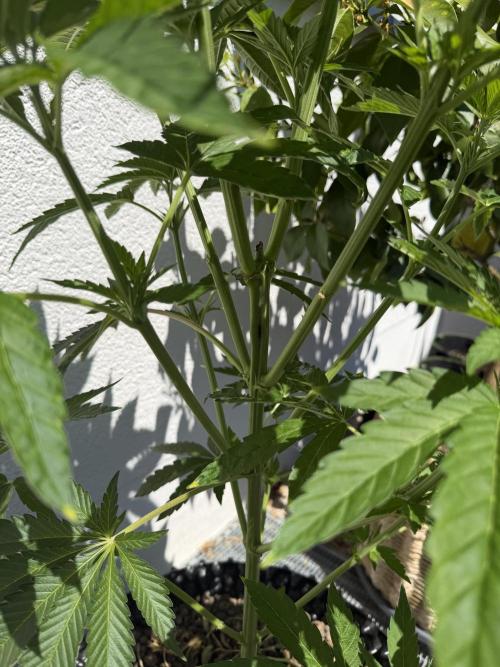 24 K Neverdone Biotabs. Week 9
