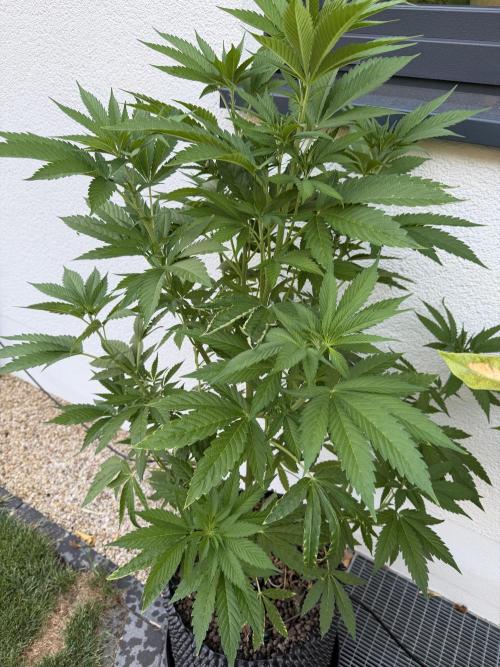 24 K Neverdone Biotabs. Week 10