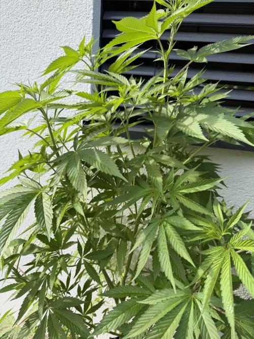 24 K Neverdone Biotabs. Week 11