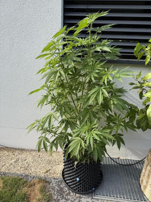 24 K Neverdone Biotabs. Week 11