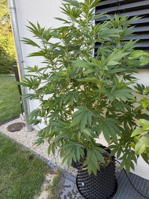 24 K Neverdone Biotabs. Week 12