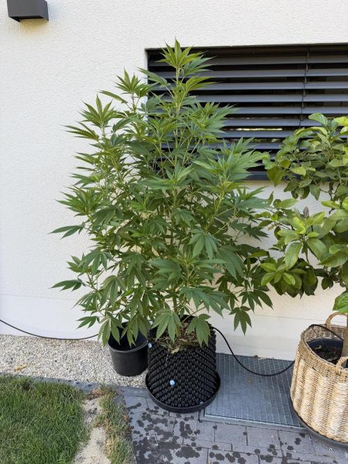 24 K Neverdone Biotabs. Week 12