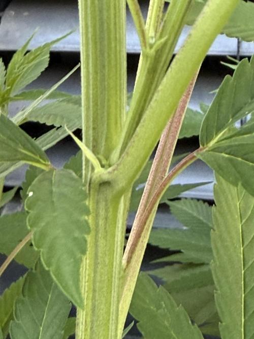 24 K Neverdone Biotabs. Week 13