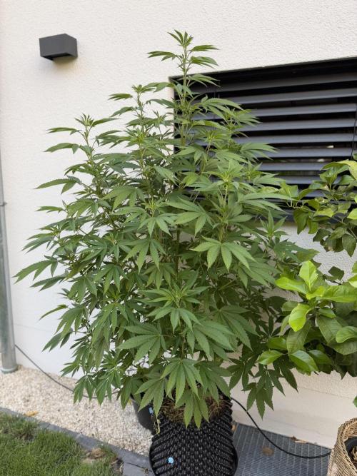 24 K Neverdone Biotabs. Week 13