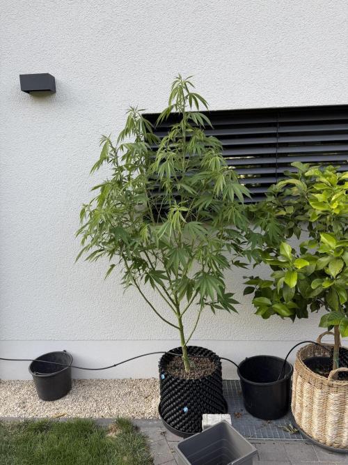 24 K Neverdone Biotabs. Week 14