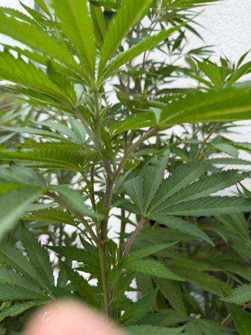 24 K Neverdone Biotabs. Week 18