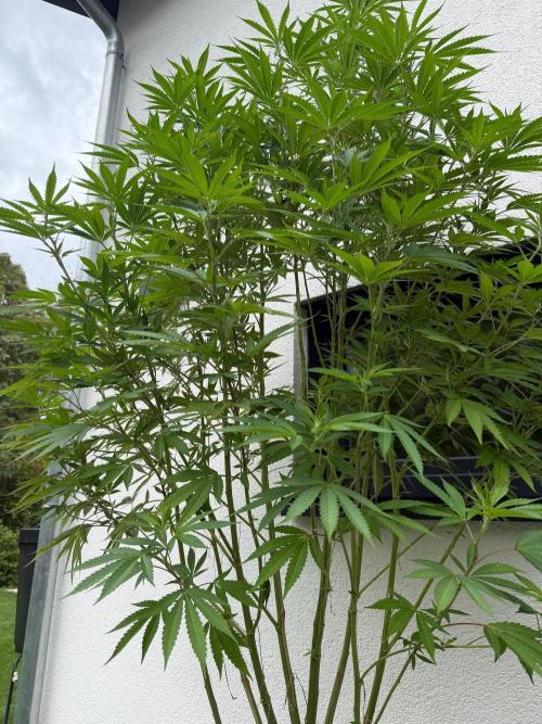 24 K Neverdone Biotabs. Week 18