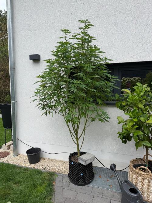 24 K Neverdone Biotabs. Week 18