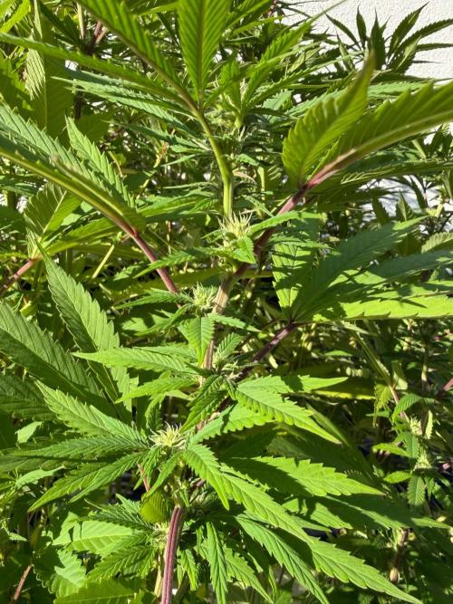 24 K Neverdone Biotabs. Week 20